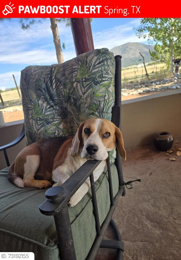 Lost Male Dog last seen Canyon Ridge and Shadow Valley Dr, Spring, TX 77379