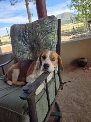 Lost Male Dog last seen Canyon Ridge and Shadow Valley Dr, Spring, TX 77379