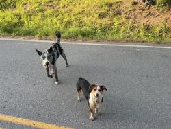Found/Stray Male Dog last seen Saddle Hill Dr, Alexander, AR 72022