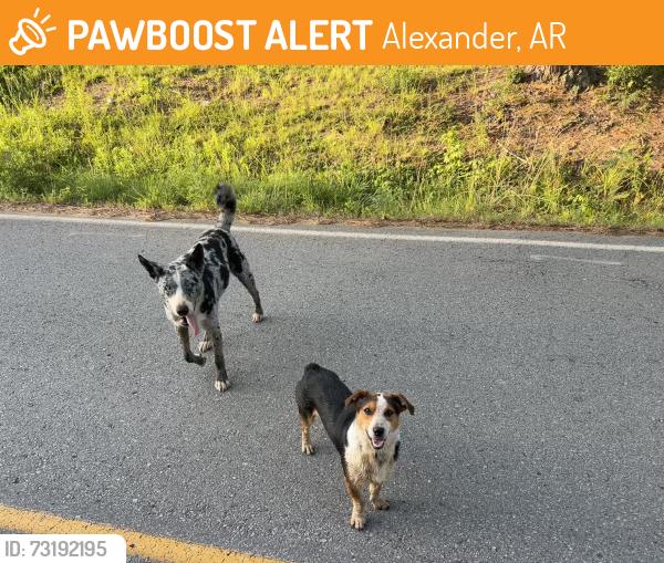 Found/Stray Male Dog last seen Saddle Hill Dr, Alexander, AR 72022