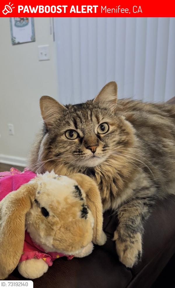 Lost Female Cat last seen Back bay dr and Lido Bay Dr, Menifee, CA 92585