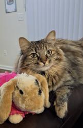 Lost Female Cat last seen Back bay dr and Lido Bay Dr, Menifee, CA 92585