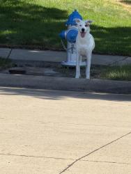 Found/Stray Unknown Dog last seen Mansfield and Barksdale intersection, Frisco, TX 75035