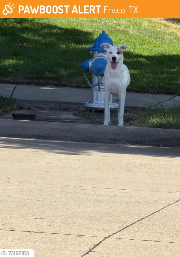 Found/Stray Unknown Dog last seen Mansfield and Barksdale intersection, Frisco, TX 75035