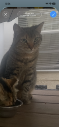 Lost Female Cat last seen Berry Shoals, Duncan, SC 29334
