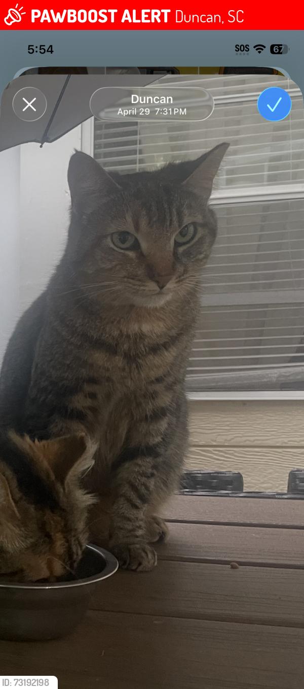Lost Female Cat last seen Berry Shoals, Duncan, SC 29334