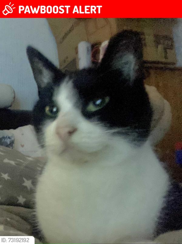 Lost Female Cat last seen Westmoreland street barrow in Furness, Westmorland and Furness, England 