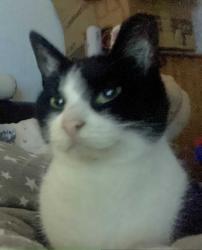 Lost Female Cat last seen Westmoreland street barrow in Furness, Westmorland and Furness, England 