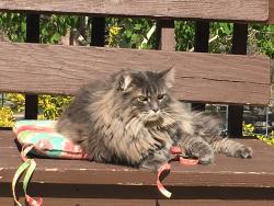 Lost Male Cat last seen Southern Avenue, Phoenix, AZ 85040