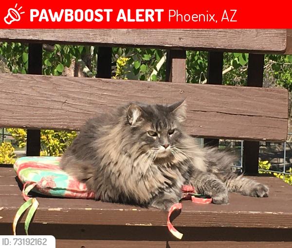 Lost Male Cat last seen Southern Avenue, Phoenix, AZ 85040
