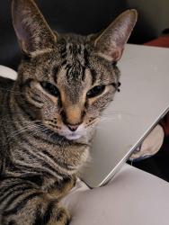 Lost Male Cat last seen Southern Dunes(Boundary Bay Drive), Indianapolis, IN 46217