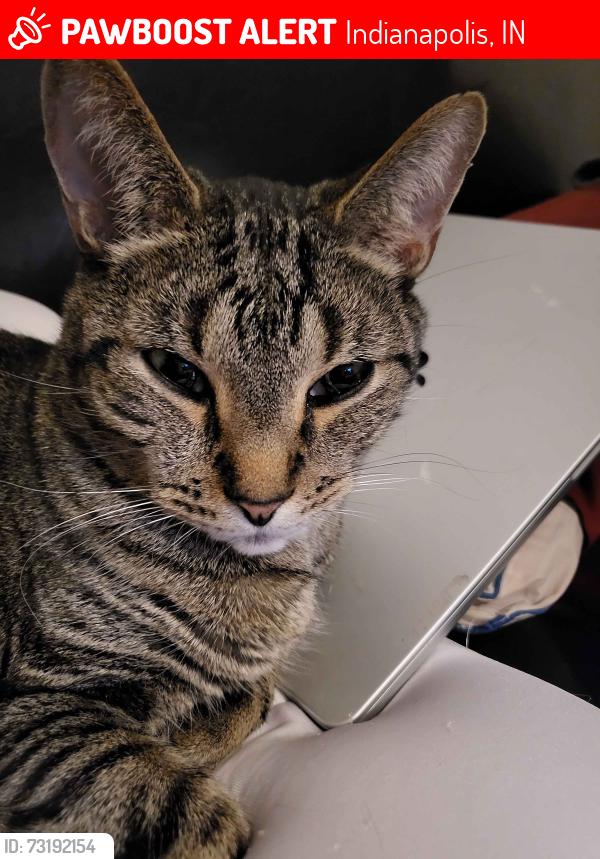 Lost Male Cat last seen Southern Dunes(Boundary Bay Drive), Indianapolis, IN 46217