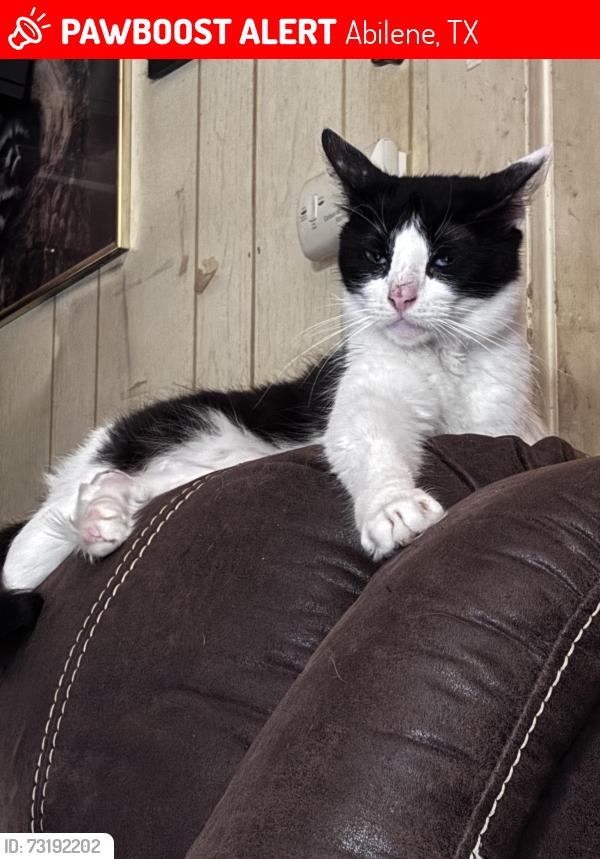 Lost Male Cat last seen North 12th & Mulberry, Abilene, TX 79601