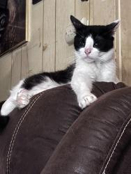 Lost Male Cat last seen North 12th & Mulberry, Abilene, TX 79601
