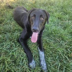 Reunited Male Dog last seen Near E Millbrook Dr, Millcreek, UT 84106, USA, Millcreek, UT 84106