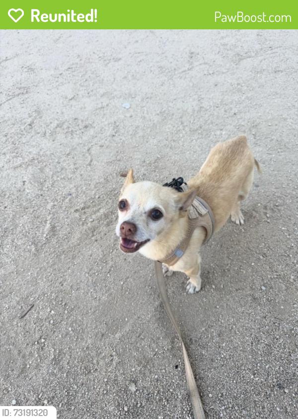 Reunited Male Dog last seen South sac, Sacramento, CA 95823