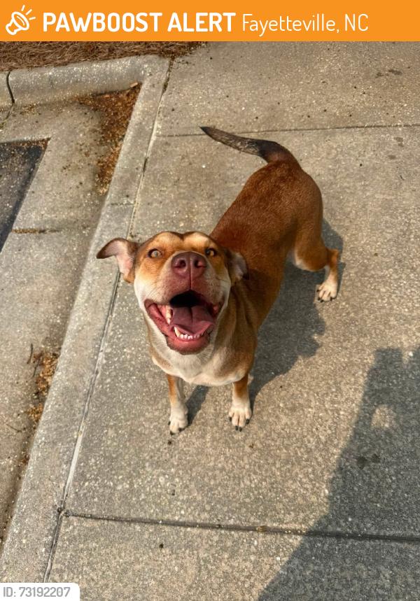 Found/Stray Female Dog last seen Truist Bank, Fayetteville, NC 28301
