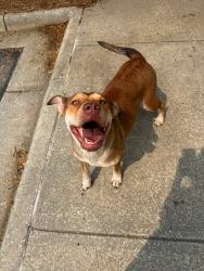 Found/Stray Female Dog last seen Truist Bank, Fayetteville, NC 28301