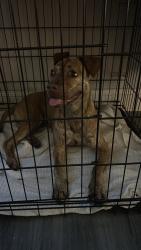 Reunited Female Dog last seen Near Wells Rd, Orange Park, FL 32073, USA, Orange Park, FL 32073