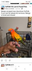 Lost Unknown Bird last seen Farm bureau insurance, Suffolk, VA 23434