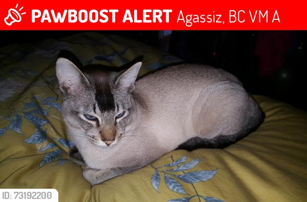 Lost Male Cat last seen Lake Errock, BC, Agassiz, BC V0M 1A3