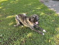 Found/Stray Male Dog last seen Scott Orchard Rd between 110 and State Line Rd., Taft, TN 38488