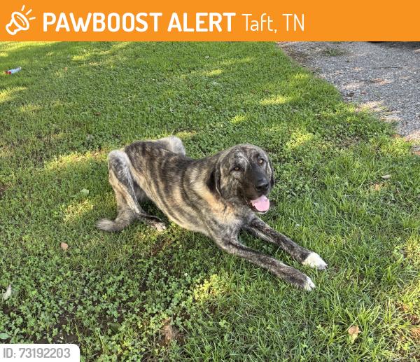 Found/Stray Male Dog last seen Scott Orchard Rd between 110 and State Line Rd., Taft, TN 38488