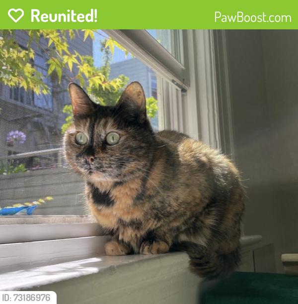 Reunited Female Cat last seen 17th Street between Guerrero and Dolores (across from 500 Club), San Francisco, CA 94110