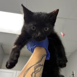 Shelter Stray Male Cat last seen , 328 Furman Hall Rd, Greenville, SC 29609, USA