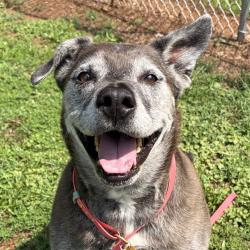 Shelter Stray Female Dog last seen , 328 Furman Hall Rd, Greenville, SC 29609, USA