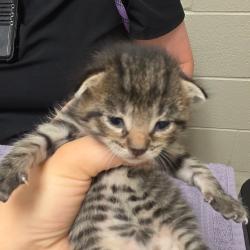 Shelter Stray Male Cat last seen , 54687 Co Rd 19, Bristol, IN 46507, USA