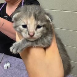 Shelter Stray Female Cat last seen , 54687 Co Rd 19, Bristol, IN 46507, USA