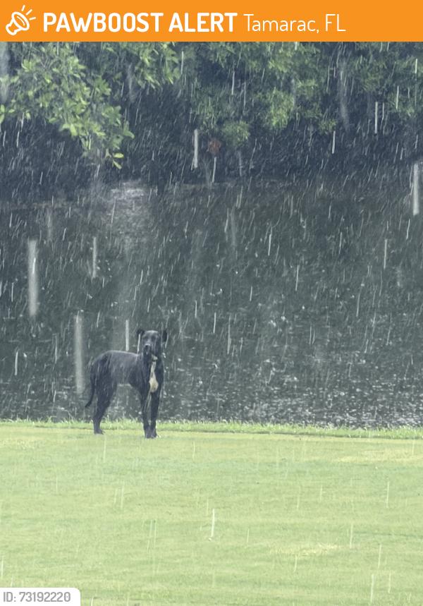 Found/Stray Unknown Dog last seen Last sighting at Fairways of Tamarac building A. 8105 N. W. 61st Street, Tamarac, FL 33321