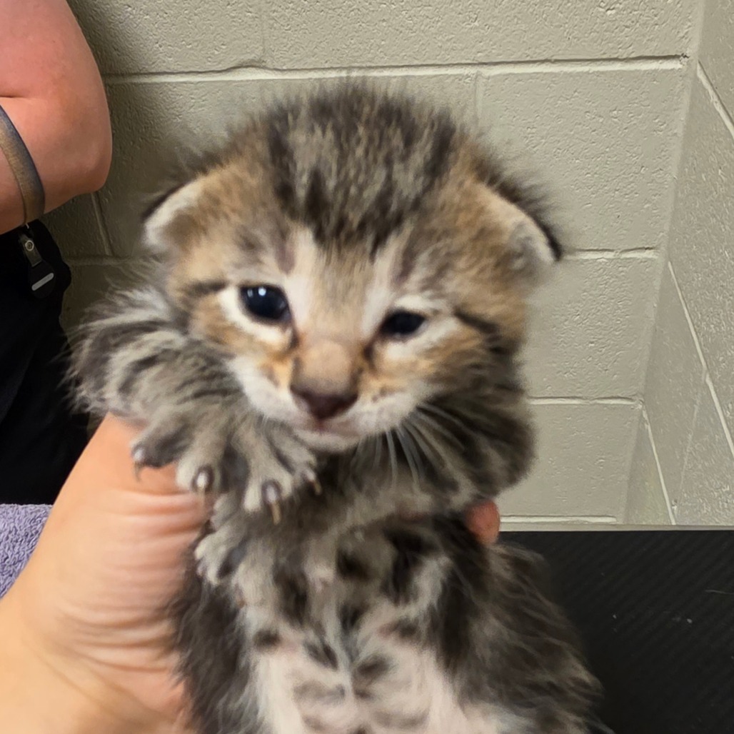 Shelter Stray Male Cat last seen , 54687 Co Rd 19, Bristol, IN 46507, USA
