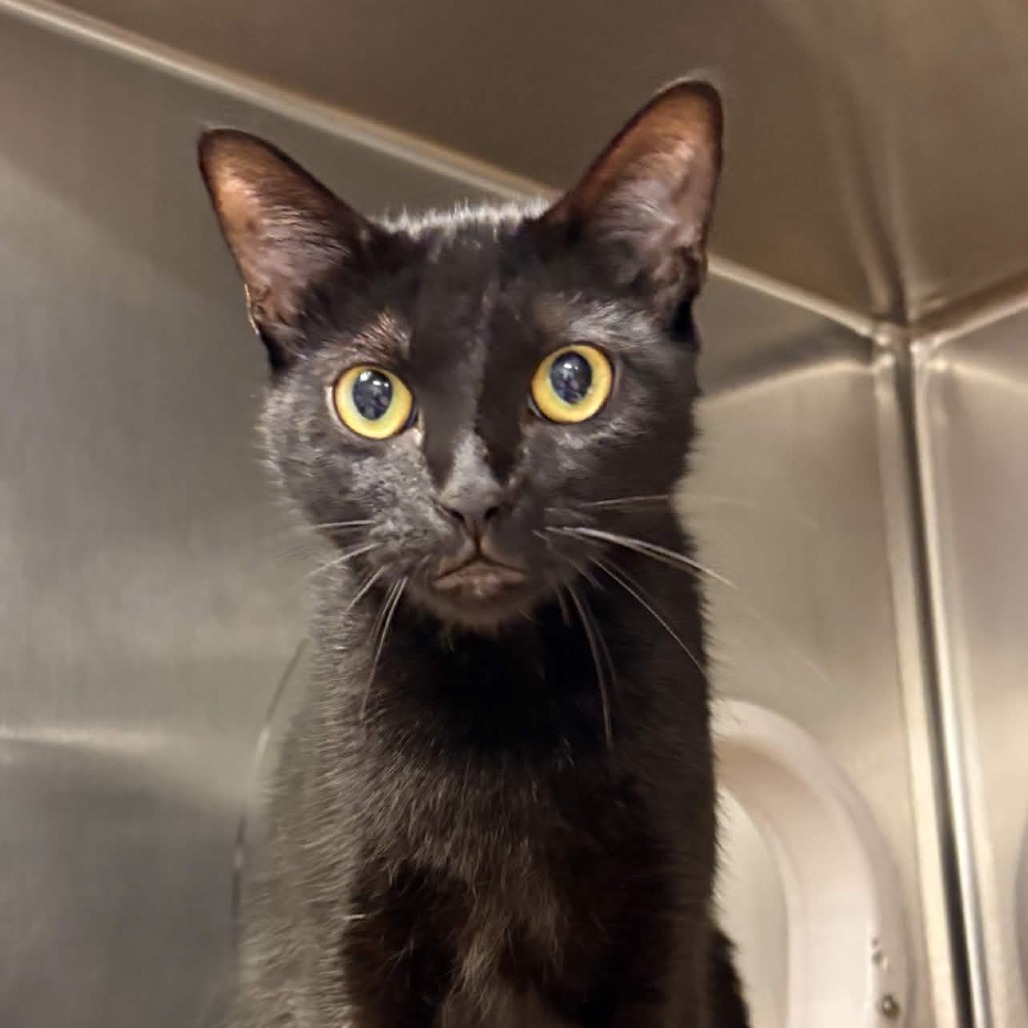 Shelter Stray Female Cat last seen , 328 Furman Hall Rd, Greenville, SC 29609, USA