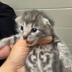 Shelter Stray Male Cat last seen , 54687 Co Rd 19, Bristol, IN 46507, USA
