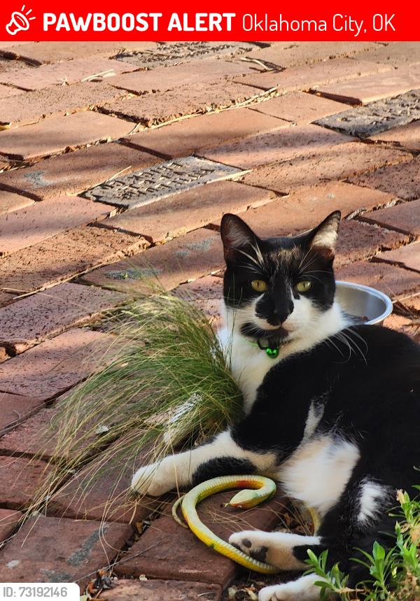 Lost Male Cat last seen NW46TH & Blackwelder, Oklahoma City, OK 73118