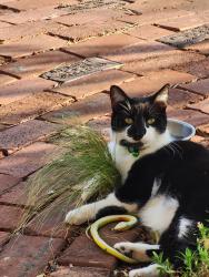 Lost Male Cat last seen NW46TH & Blackwelder, Oklahoma City, OK 73118