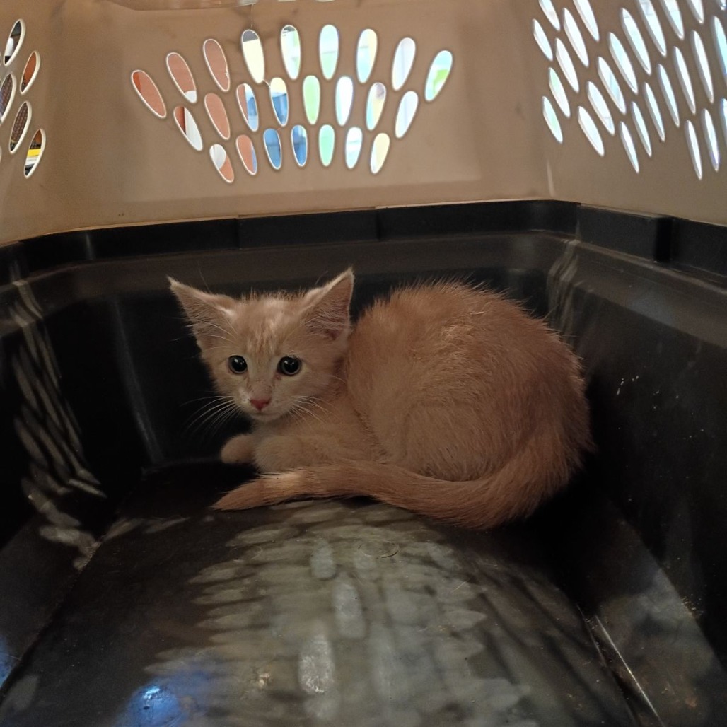 Shelter Stray Male Cat last seen , 1211 Old Graves Mill Rd, Lynchburg, VA 24502, USA