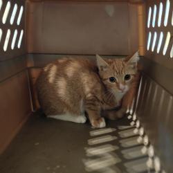 Shelter Stray Female Cat last seen , 1211 Old Graves Mill Rd, Lynchburg, VA 24502, USA