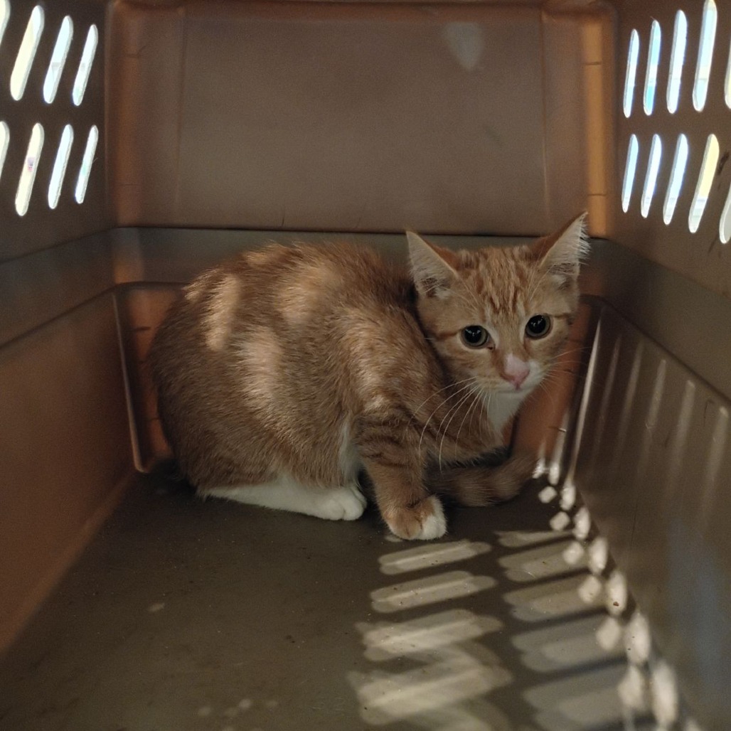 Shelter Stray Female Cat last seen , 1211 Old Graves Mill Rd, Lynchburg, VA 24502, USA