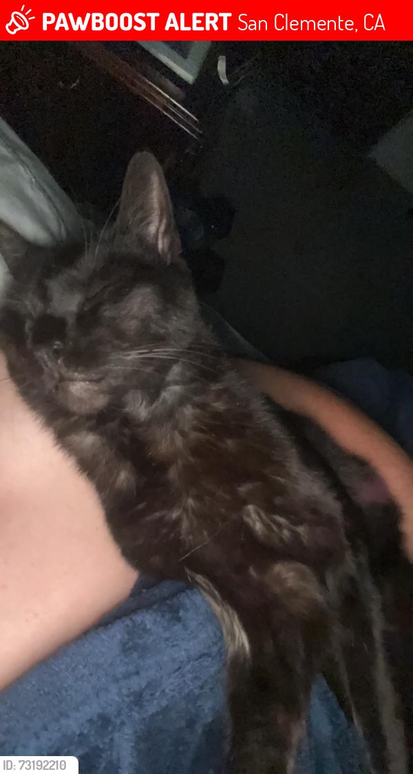 Lost Male Cat last seen surfin donuts, San Clemente, CA 92672