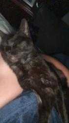 Lost Male Cat last seen surfin donuts, San Clemente, CA 92672