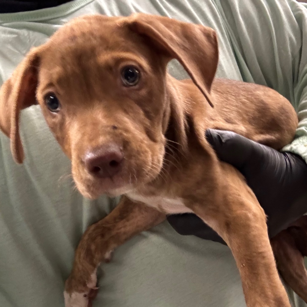 Shelter Stray Male Dog last seen , 2350 Appling City Cove, Memphis, TN 38133, USA