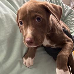 Shelter Stray Female Dog last seen , 2350 Appling City Cove, Memphis, TN 38133, USA