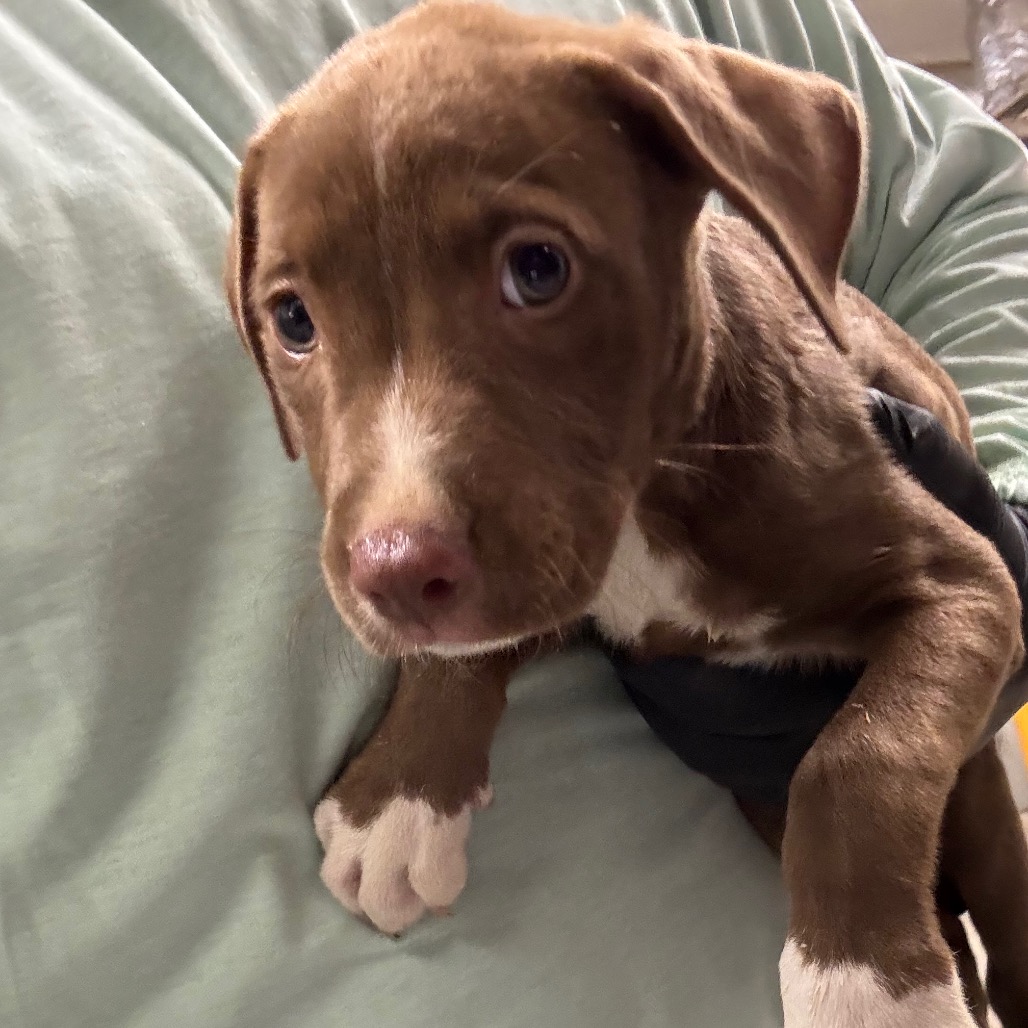 Shelter Stray Female Dog last seen , 2350 Appling City Cove, Memphis, TN 38133, USA
