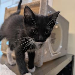 Shelter Stray Female Cat last seen , 361 S Raymond Ave, Pasadena, CA 91105, USA