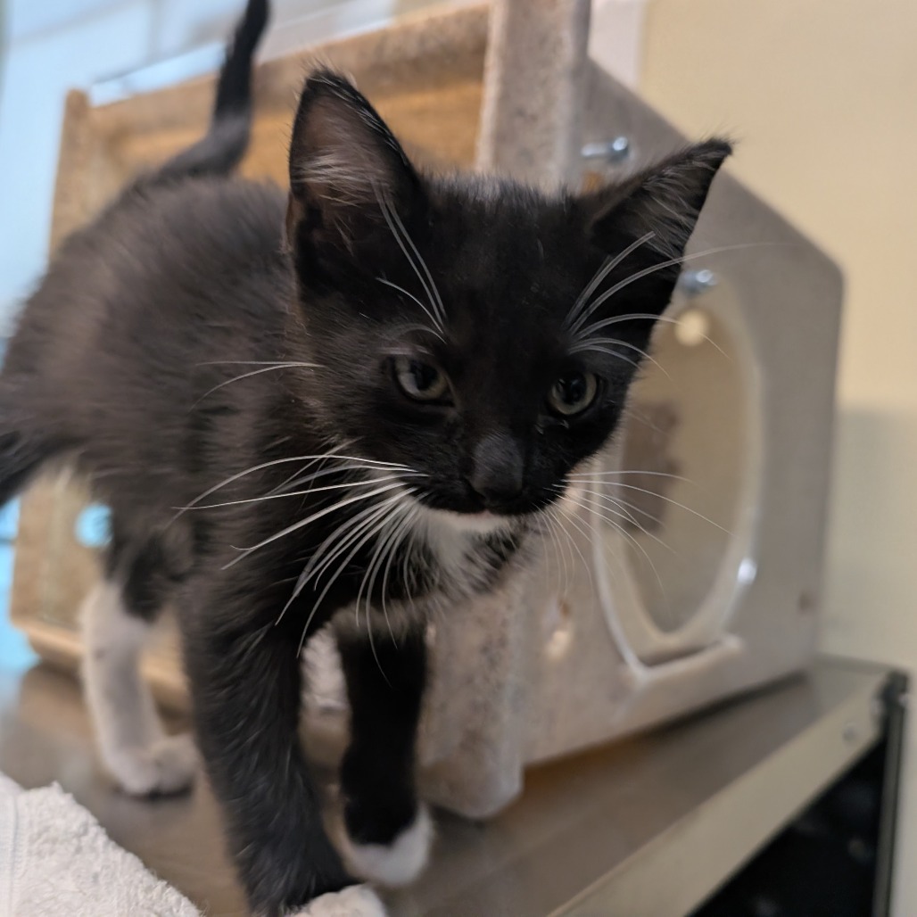 Shelter Stray Female Cat last seen , 361 S Raymond Ave, Pasadena, CA 91105, USA