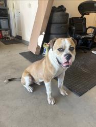 Found/Stray Male Dog last seen Shadowrock, Jurupa Valley, CA 91752