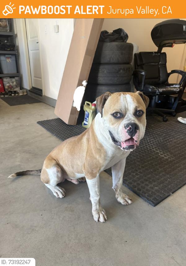 Found/Stray Male Dog last seen Shadowrock, Jurupa Valley, CA 91752